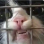 mixed-dentition