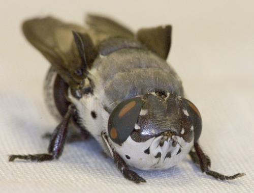 sixthrock: astronomy-to-zoology: Rabbit Bot Fly (Cuterebra buccata) …a species of New World s