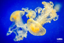 mooonjellies:  Attila Karpati  