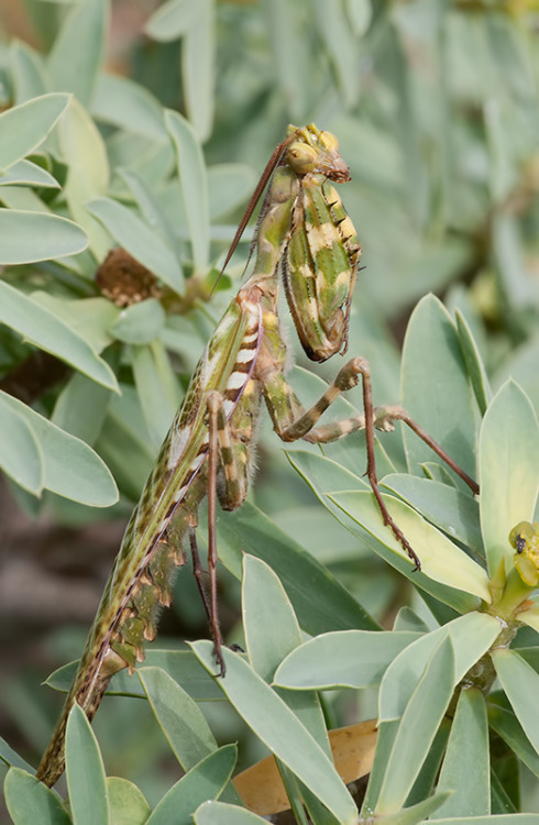 onenicebugperday: Thistle mantis, Blepharopsis mendica, Empusidae Found in northern Africa, parts of