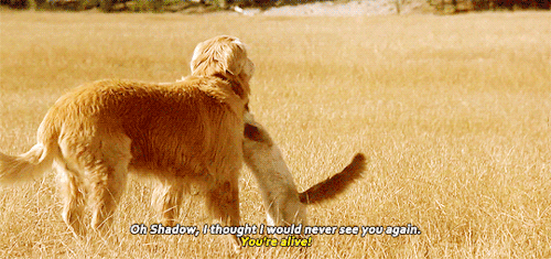 hearthawk:micromys:disneyliveaction:Homeward Bound: The Incredible Journey (1993) One of my favorite