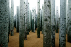 weissewiese:  Abbas Kiarostami, La Forêt sans feuilles (2005) 