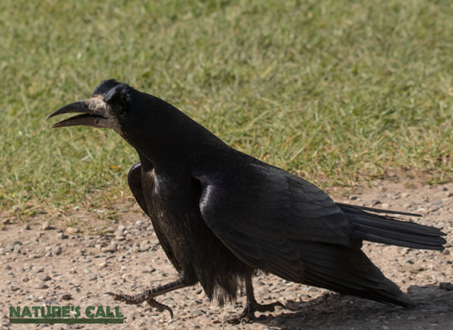 Corvids or crows are actually so smart though, (https://www.nature.com/articles/s41598-017-09400-0).