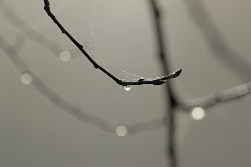 raindrops