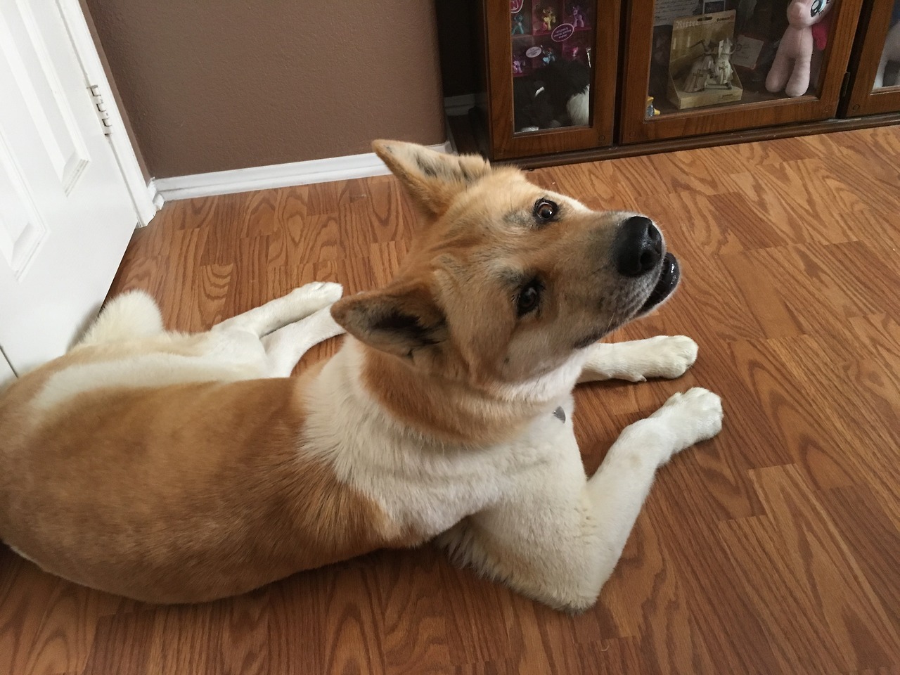  My short week with a dog We  picked her up from a rescue shelter. She was nothing