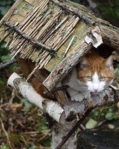 happyheidi:Cats in birdhouses ♡