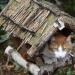 happyheidi:Cats in birdhouses ♡