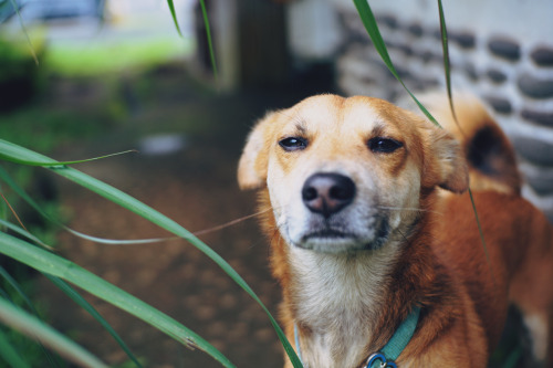 this cute mutt is intrigued by lemon grass.05/15/2020