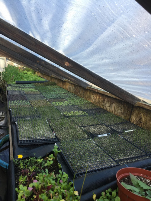 lettuce, scallions, and onion starts blooming 