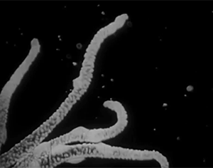 zerostatereflex: Microorganisms: “Microscopic Life: The World of the Invisible” 1958 Encyclopaedia Britannica Films  All this beautiful life we never see. 