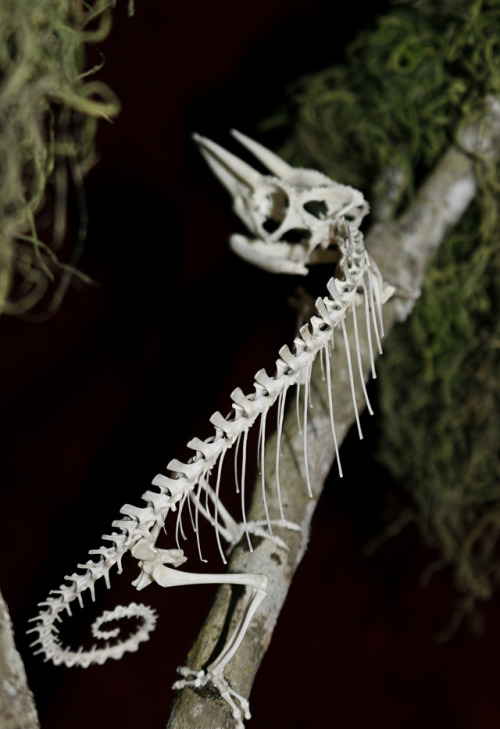 snakeybones - Jac.kson’s Cham.eleon skeleton articulation part...