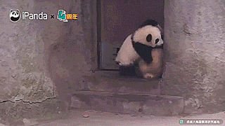 tastefullyoffensive:  Why pandas are endangered. [full video]