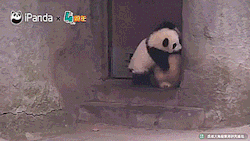 tastefullyoffensive:  Why pandas are endangered. [full video]