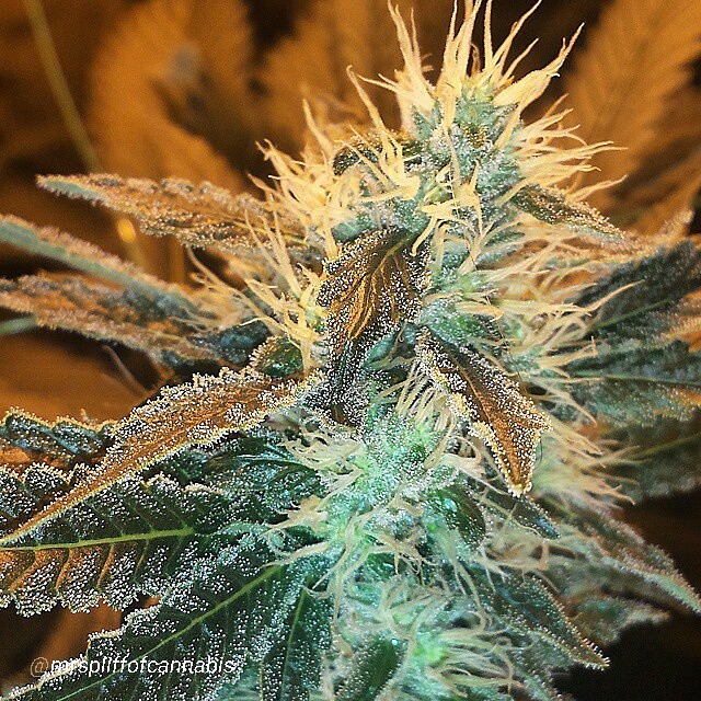 weedporndaily:  #seattlesour by @mrspliffofcannabis