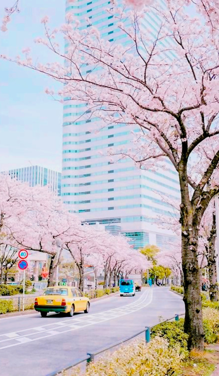 dayanafrias01:  Cherry Blossoms