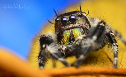 Phidippus Otiosus x Adult Male