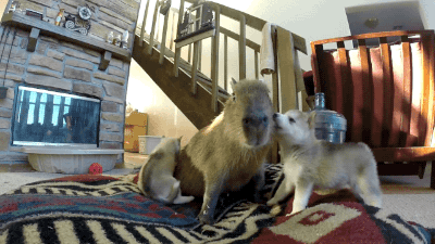 gifsboom:Video: Capybara Patiently Tolerates Rowdy Husky PuppiesWhen the kid you’re babysittin