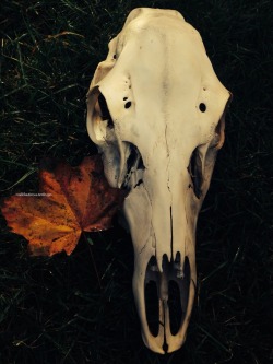 roadkillandcrows:  Red deer and fox skull.