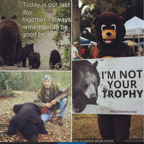 #floridabearhunt #huntersshootyoursleves #smallpenisproblems