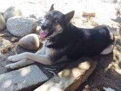 the-wild-buttsex:  PLEASE HELP ME FIND MY DOG!!!  My fathers dog Perro got out with his friend and got lost. The other dog came back limping and we can’t find Perro. He is a male shepherd husky mix one blue eye one brown eye. He has a small white spot