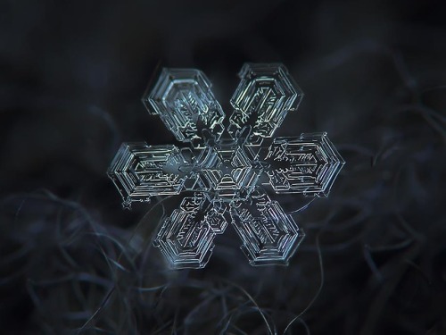 latimes:  pbsdigitalstudios:  It’s that time of year again! Check out these incredible images of snowflakes under a microscope by Alexey Kljatov.  A happy Friday to our follows - each of them a unique snowflake! 