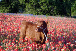 dollribbons: cute little cow baby in a field