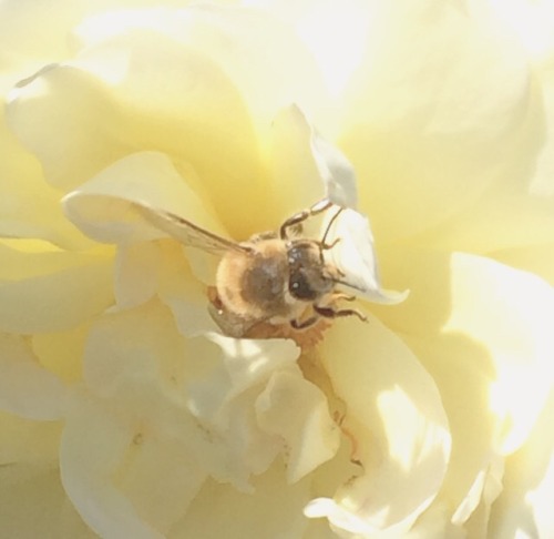 malnedott:a bee + yellow roses
