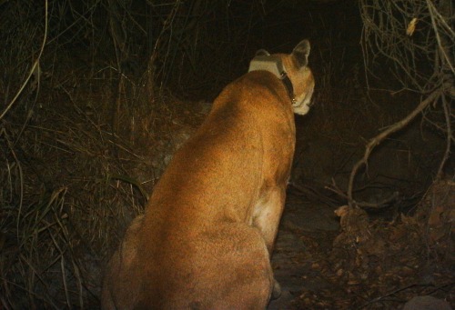 Mountain Lion (P22) - Griffith Park