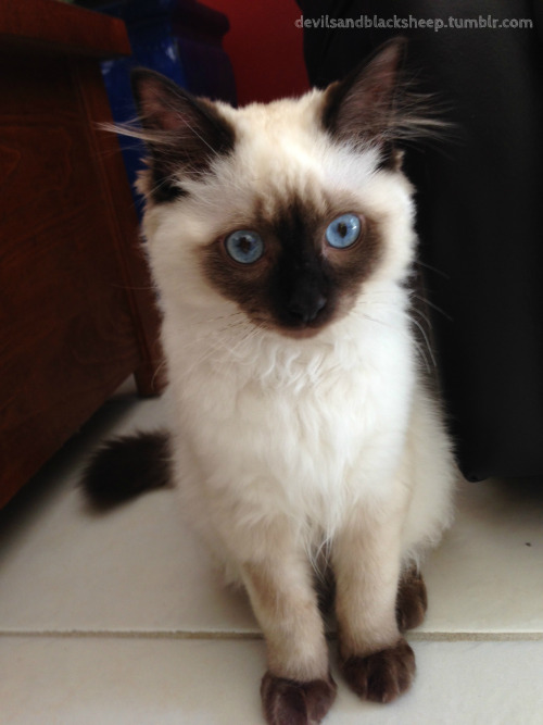 devilsandblacksheep: The many faces of my gorgeous ragdoll kitten Meeko (Then and Now)
