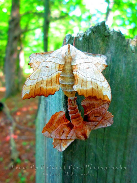 mothmonarch:Pretty moths having some fun by From My Point of View Photography by jmmeverden on Flick