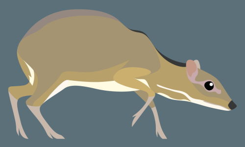 Tragulus kanchil - Lesser Mouse-Deer