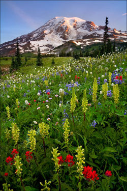 microbe:  Mt Rainier, Washington. 