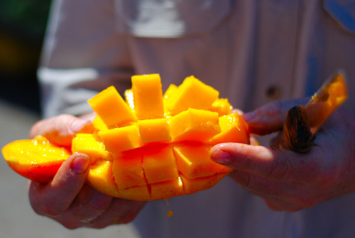 Mango break. One of the many tropical fruit options at markets in the capital San Jose and around th