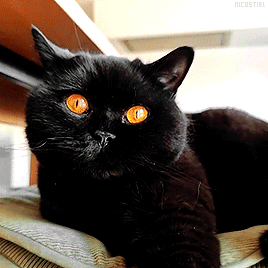 nicostiel:The most beautiful Halloween Cat 🍁🎃🍂