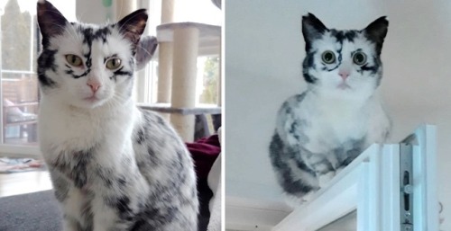 thecutestcatever:cutecatshere:Kitten’s Tuxedo Coat Turns into Beautiful Snowflake Markings Due to a 