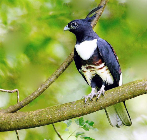 theraptorcage:Black Baza