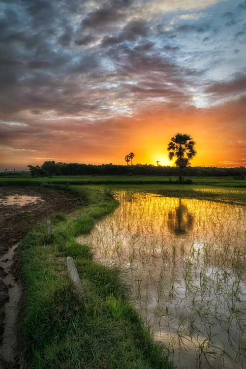 gyclli:    The way home by Bruce DV on 500px.com     Phnom Penh, Cambodia   