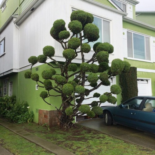 XXX itscolossal:  The Wild Topiaries of San Francisco photo