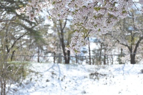 175photograph:４月最後の日に雪が積もるなんて思わなかったなぁ雪の上に散る桜なんて初めて見たかも❄