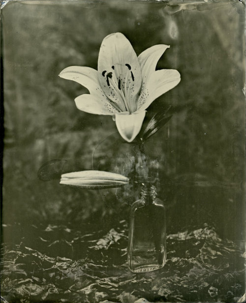 brookelabrie:  9.25″ x 7.5″ Lily Tintype Photograph my first large tintype!© brookelabrie{ more tintypes available in my etsy shop: WetplateWares }