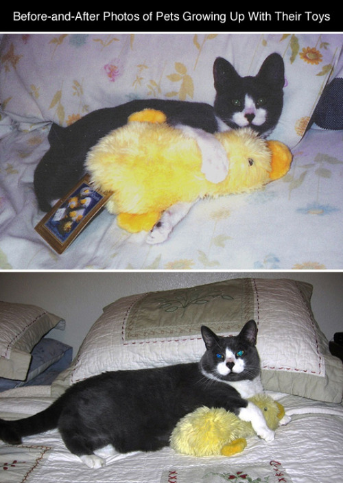tastefullyoffensive:  Cats and Dogs Growing Up With Their Toys (photos via boredpanda)Previously: Before-and-After Photos of Dogs Growing Up   Complete n utter love for this post. Animals win, everytime.