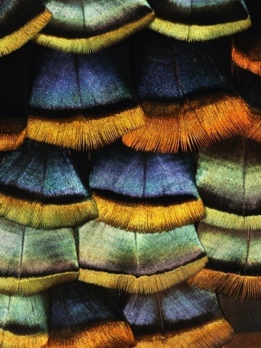 lalulutres:  Detail of turkey feathers