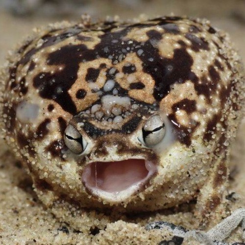 blwr:which fat frog are you today