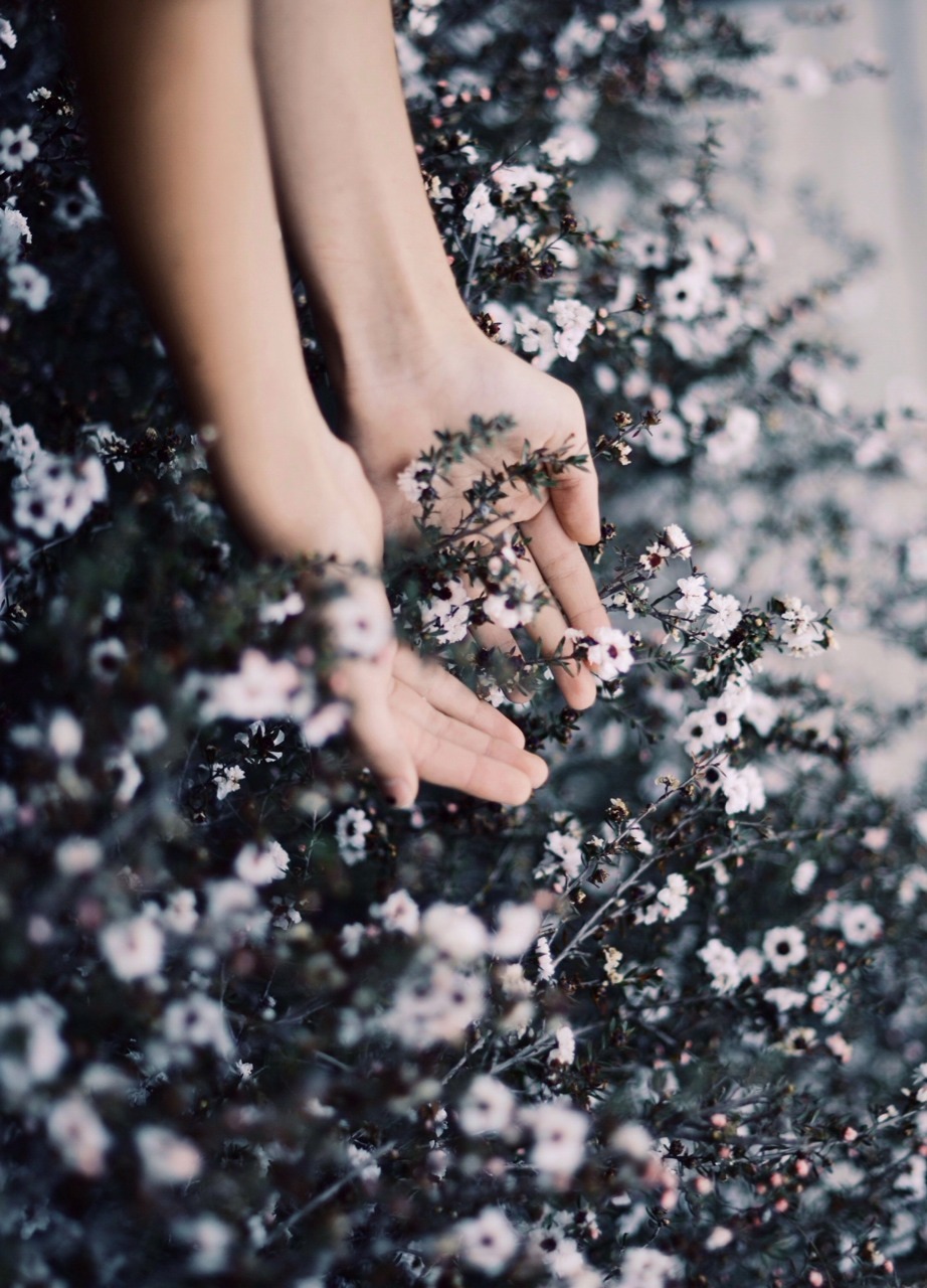 wonderful-roses:  =