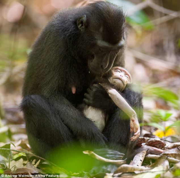 sixpenceee:  The grief-stricken macaque mother spent days carrying around her dead