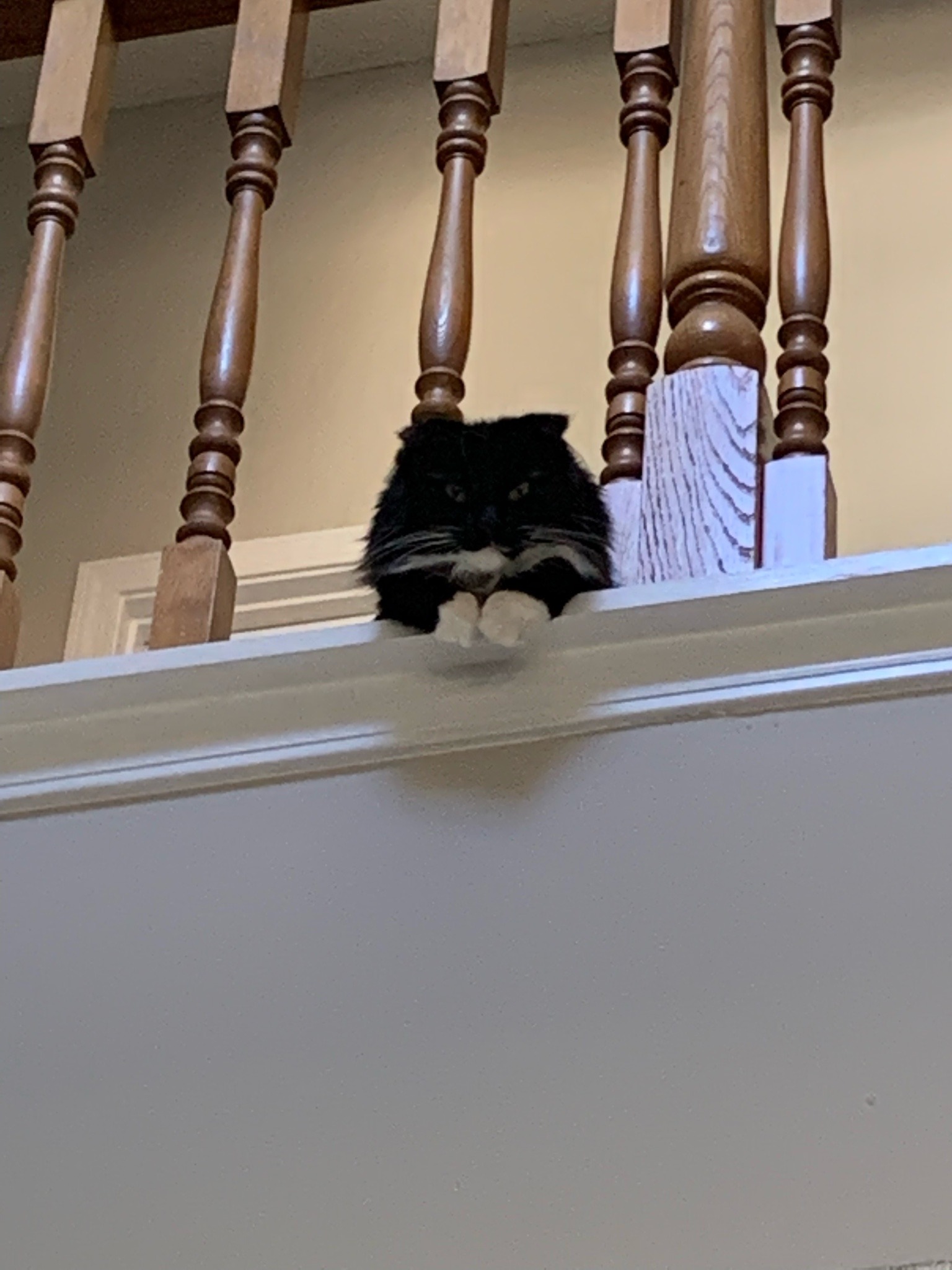 cowboykakashi:We moved into a new house that has a balcony so now his lordship can watch over us from on high