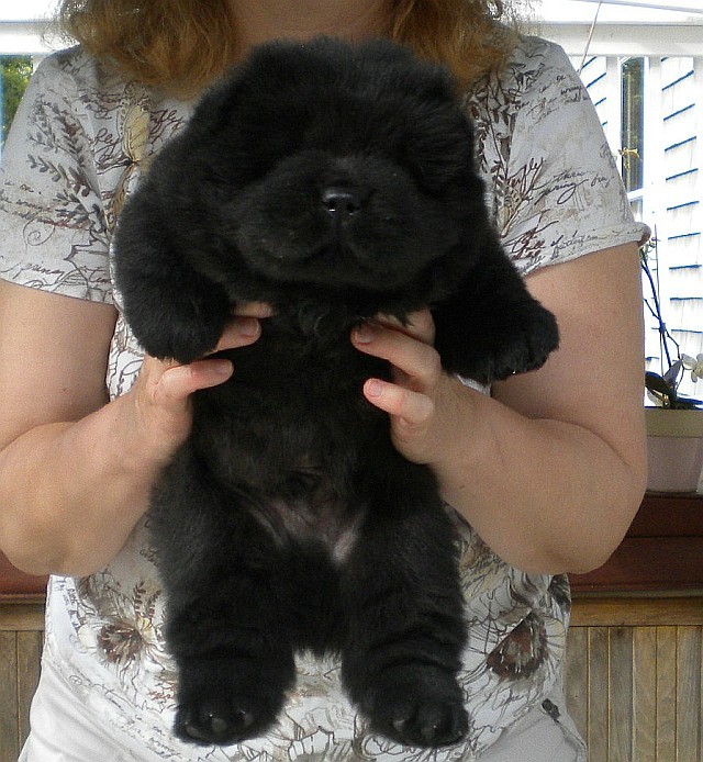 thecutestofthecute:  This chow chow puppy looks like a chubby little black bear 
