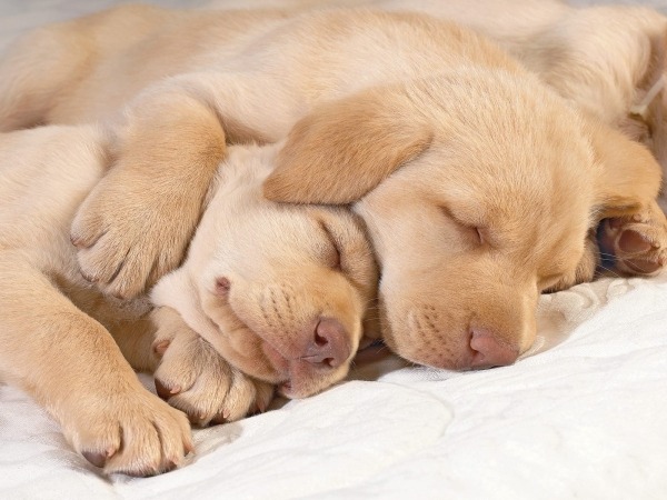 dogsandpupsdaily:  - Labrador Retriever. Want more? Follow:http://dogsandpupsdaily.tumblr.com/