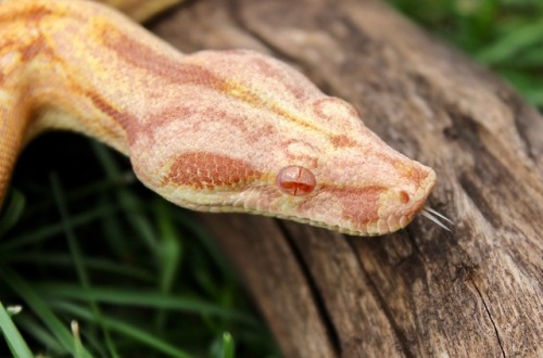 almightyshadowchan:Prudence, 2016 Purple Sharp Albino (Boa imperator)