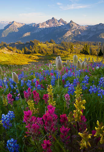 renamonkalou:Summer Wildflowers | Gary Luhm